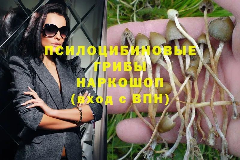 Галлюциногенные грибы Psilocybine cubensis  Болгар 